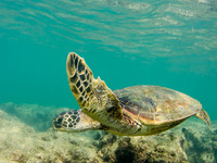 HONU TURN