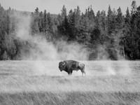 YELLOWSTONE STRENGTH
