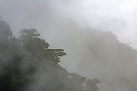 CLOUD FOREST SHADOWS
