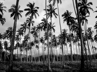 PALM PARTY